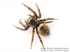 Carrhotus xanthogramma