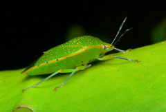 Chinavia pallidoconspersa