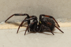 Steatoda cingulata