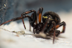 Steatoda cingulata