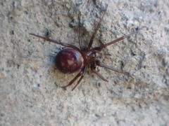 Steatoda grossa