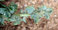 Atriplex australasica