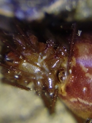 Steatoda grossa