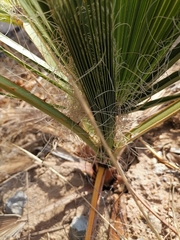 Washingtonia robusta