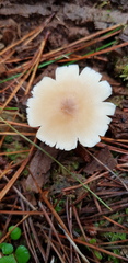 Rhodocollybia incarnata
