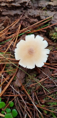 Rhodocollybia incarnata