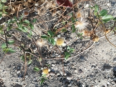 Tridax procumbens