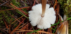 Rhodocollybia incarnata