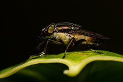 Idiella