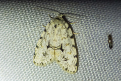 Thallarcha macilenta
