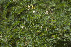 Astragalus mongholicus
