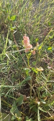 Rumex vesicarius