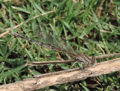 Argia nahuana