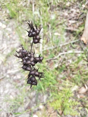 Haemodorum corymbosum