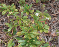 Scaevola cylindrica