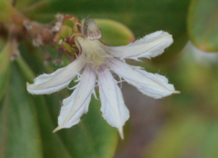 Scaevola cylindrica