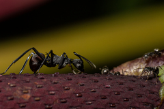 Polyrhachis abdominalis