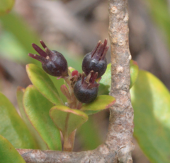 Scaevola cylindrica