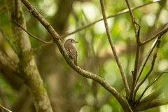 Muscicapa dauurica