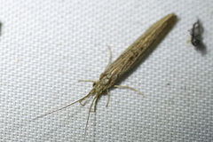 Rhyacophiloidea