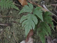 Tectaria fuscipes