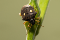 Eysarcoris guttigerus