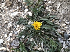 Taraxacum ustamenum