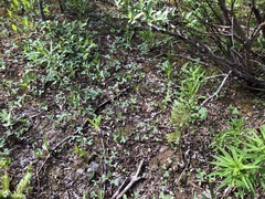 Botrychium neolunaria