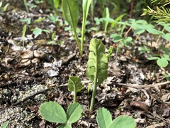 Botrychium neolunaria
