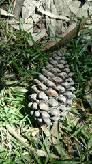 Pinus pseudostrobus apulcensis