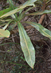 Virotia angustifolia