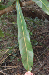 Virotia angustifolia