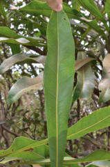 Virotia angustifolia
