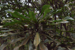 Virotia angustifolia
