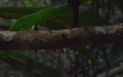 Virotia angustifolia