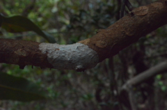 Virotia angustifolia