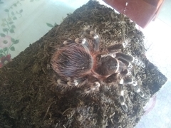 Acanthoscurria geniculata