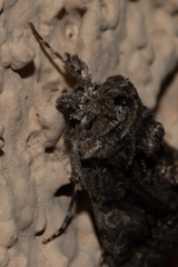 Behrensia conchiformis