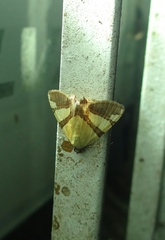 Eulepidotis julianata