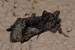 Behrensia conchiformis