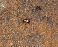 Poecilocrypticus formicophilus