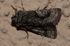 Behrensia conchiformis