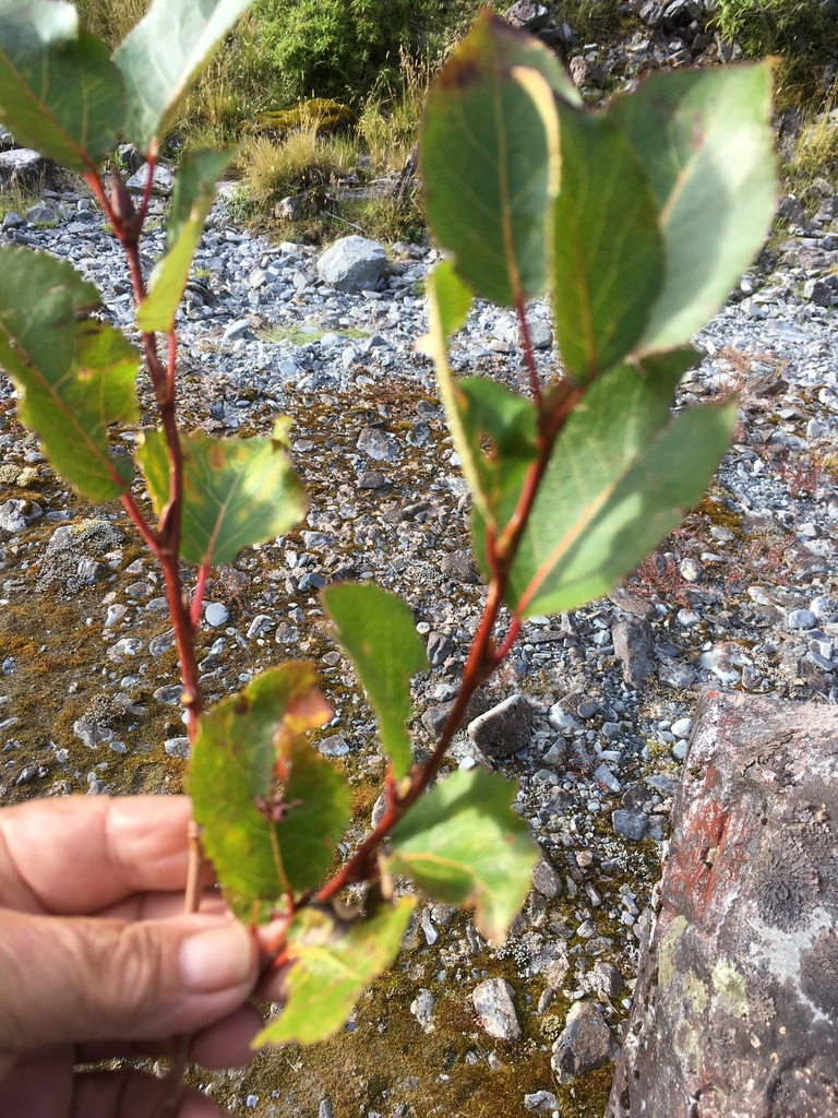 willow family from Ashburton, Ramsay, Canterbury, NZ on February 28
