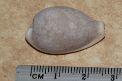 Erronea subviridis dorsalis