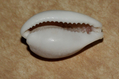 Erronea subviridis dorsalis