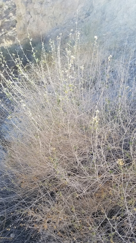Image of Brickellia desertorum by no rights reserved