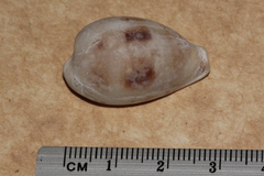 Erronea pyriformis