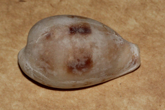 Erronea pyriformis image