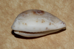 Erronea pyriformis