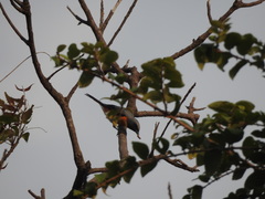 Pericrocotus cinnamomeus